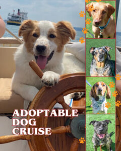 Adoptable Dog Cruise with SailPortland @ SailPortland | Portland | Maine | United States