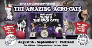 The Amazing Acro-Cats Pounce in Portland at The Hills Art @ The Hills Art | Portland | Maine | United States